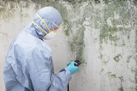 Best Black Mold Removal  in Montour Falls, NY